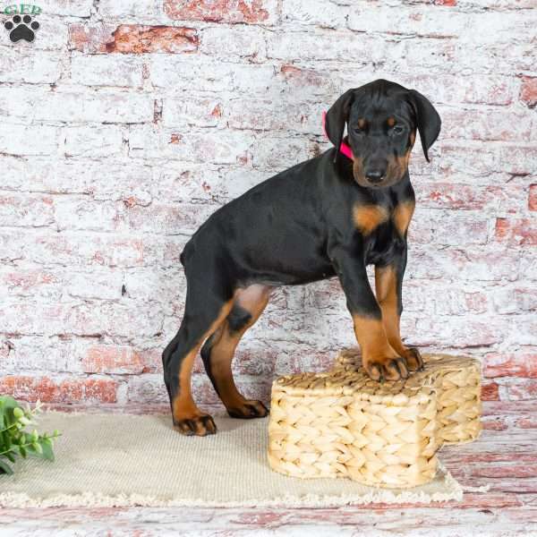 Mia, Doberman Pinscher Puppy